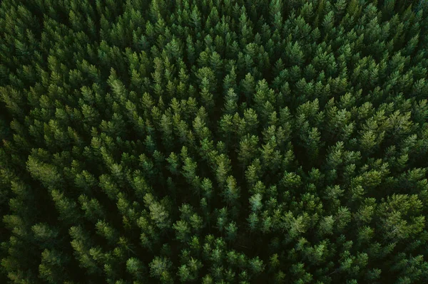 Aerial View Beautiful Green Tree Forest Norway — Stock Photo, Image