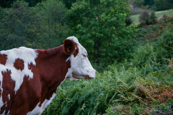 Closeup Shot Cow Grazing Fields — Stock Photo, Image