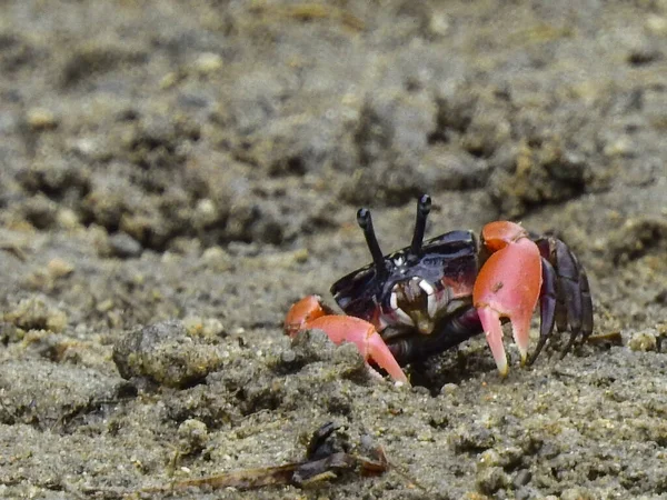 Close Caranguejo Violinista Garras Vermelhas Areia Molhada — Fotografia de Stock