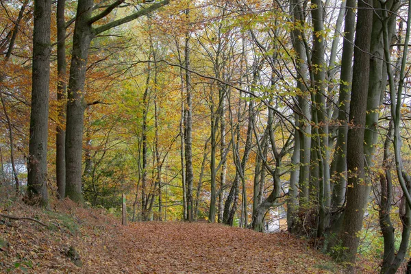 Uma Bela Foto Uma Paisagem Floresta Outonal — Fotografia de Stock