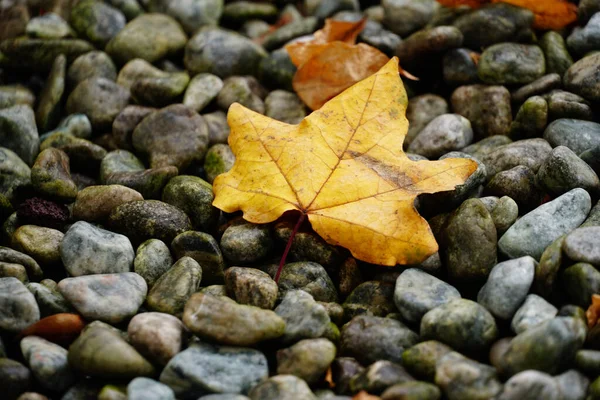 Single Fallen Leaf Pebbles Autumn — Fotografia de Stock