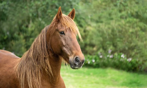 牧草地で美しい茶色の馬の選択的なフォーカスショット — ストック写真