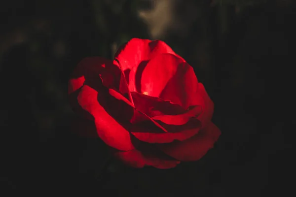 一朵美丽的红色玫瑰的特写镜头 在黑暗的背景下有柔和的灯光 — 图库照片
