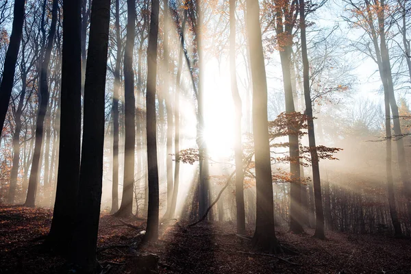 Bosque Cubierto Hojas Secas Árboles Bajo Luz Del Sol Brillante — Foto de Stock