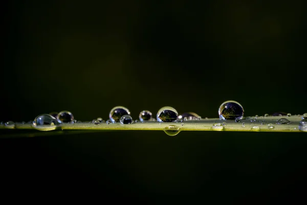 Shallow Focus Shot Dew Plant — Stock Photo, Image