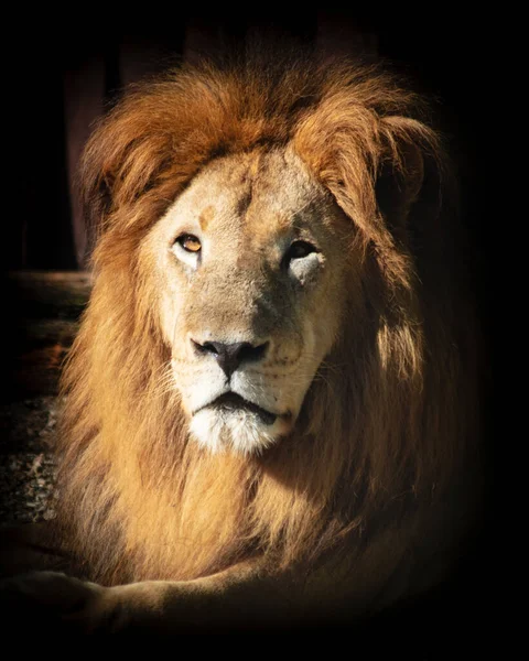 栄光の中で雄ライオンの垂直ショット — ストック写真