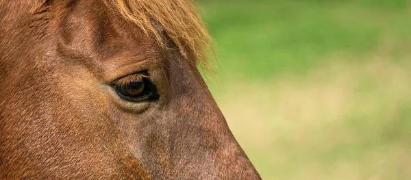 Eine Nahaufnahme Eines Schönen Braunen Pferdes Auf Verschwommenem Hintergrund — Stockfoto