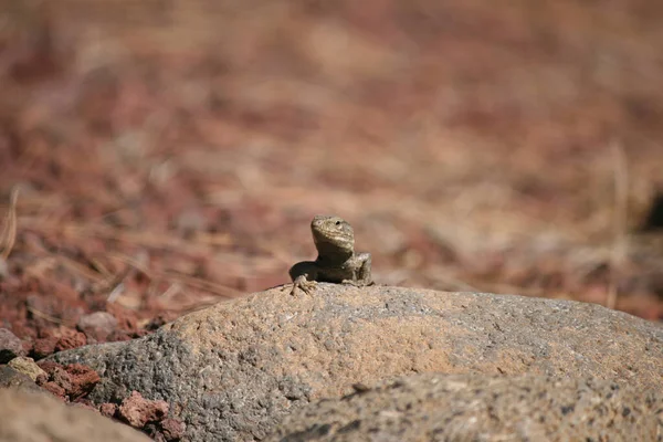 Tiro Perto Lagarto Rocha — Fotografia de Stock