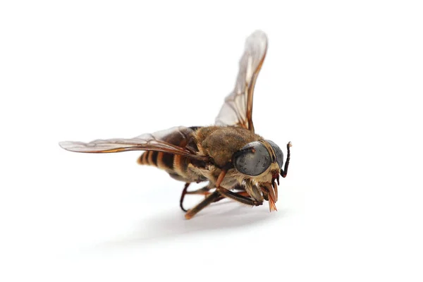 Closeup Shot Wasp White Surface — Stock Photo, Image