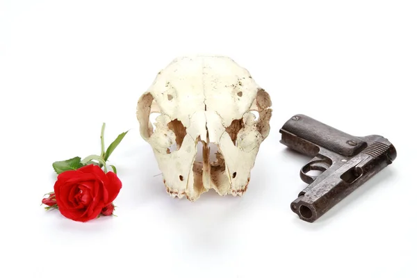 Gun Rose Skull Isolated White Background — Stock Photo, Image