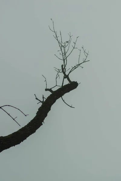 Colpo Verticale Ramo Albero Senza Foglie Uno Sfondo Cupo Giorno — Foto Stock