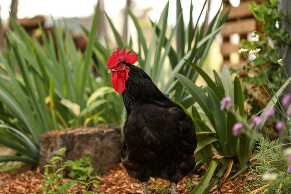 一只黑色公鸡在农场里走来走去的特写镜头 — 图库照片