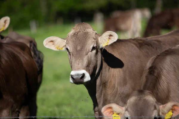 太陽の下で緑の牧草地に黄色の耳のタグを持つ茶色の牛の選択的なフォーカスショット — ストック写真