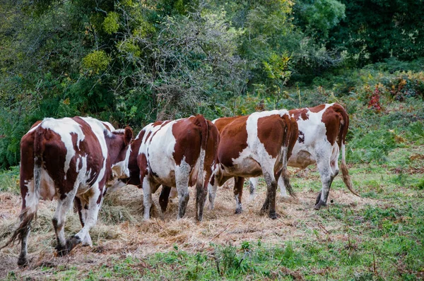 Uma Manada Vacas Pastando Nos Campos — Fotografia de Stock