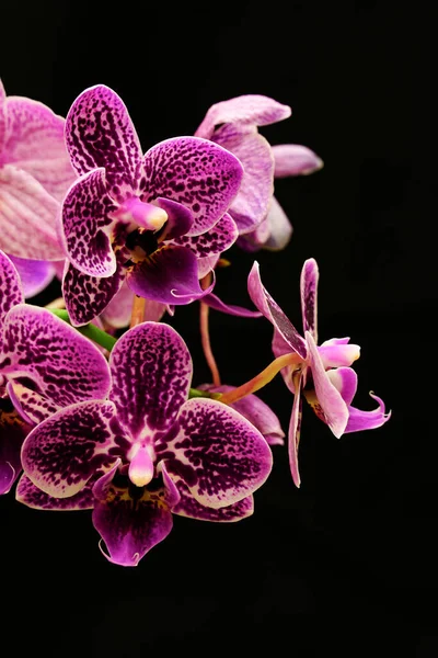 Eine Vertikale Aufnahme Schöner Lila Orchideen Auf Schwarzem Hintergrund — Stockfoto