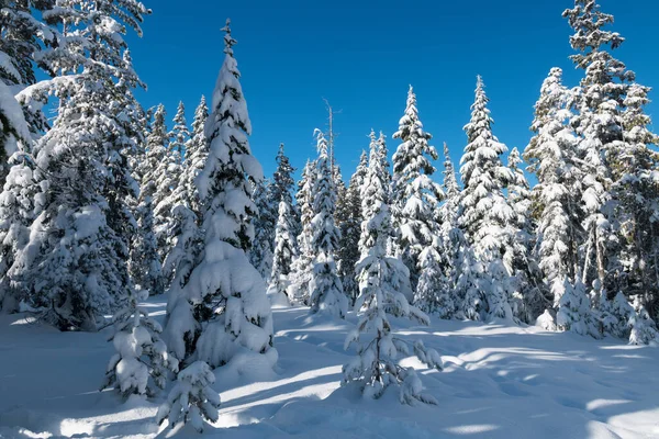 Vacker Bild Ett Snöigt Vinterlandskap Ett Berg Vancouver Island Kanada — Stockfoto