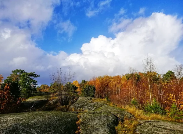 Uma Foto Incrível Uma Paisagem Floresta Outonal Larvik Noruega — Fotografia de Stock