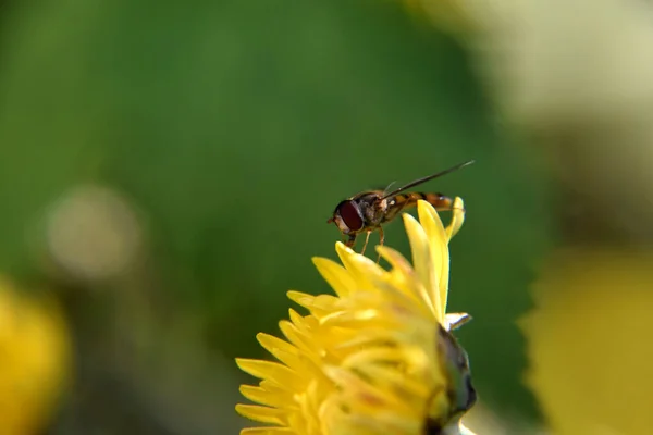 Colpo Centro Selettivo Hoverfly Fiore Giallo Fiorente — Foto Stock