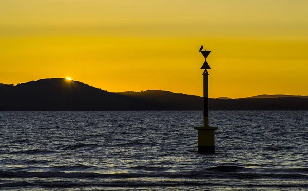 夕日の海でロッドに座っている鳥のシルエットの美しいショット — ストック写真