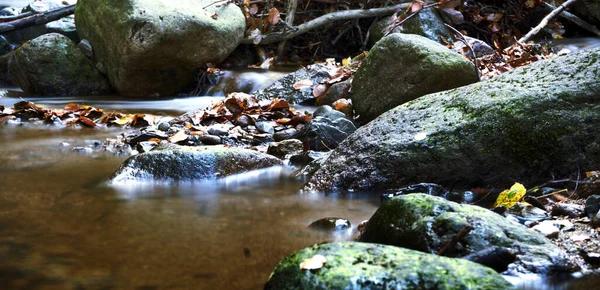 Plan Rapproché Ruisseau Une Rivière Forestière Qui Coule Sur Des — Photo