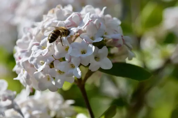 Zbliżenie Ujęcia Pszczoły Zbierającej Pyłek Głową Białym Kwitnącym Kwiatku — Zdjęcie stockowe