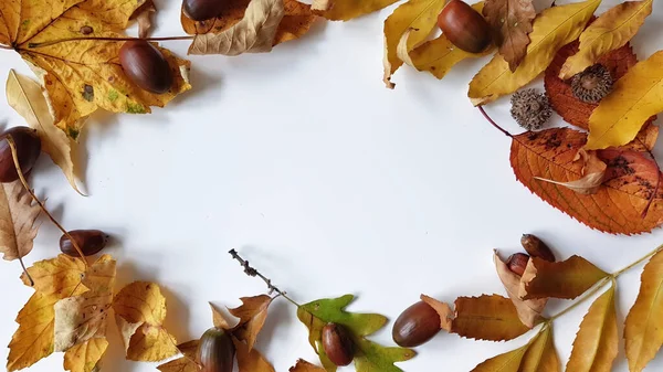 Quadro Folhas Outono Com Frutos Bolota Isolados Fundo Branco — Fotografia de Stock