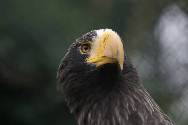 Closeup Sea Eagle Headshot Blurred Background — Stock Photo, Image