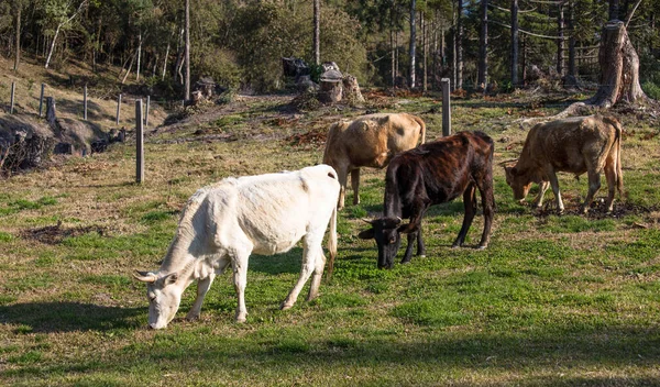 Veduta Delle Mucche Che Pascolano Sul Pascolo — Foto Stock