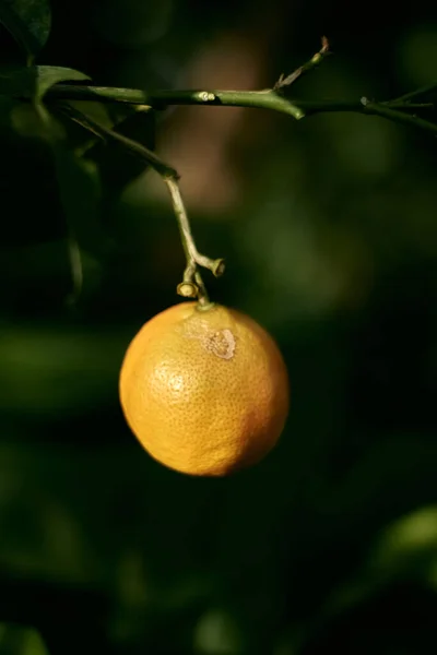 Plan Vertical Citron Poussant Sur Arbre Sur Fond Flou — Photo
