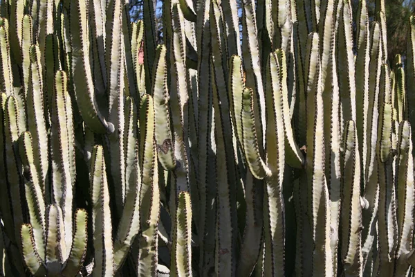Slunečné Scenérie Mnoha Kaktusů — Stock fotografie