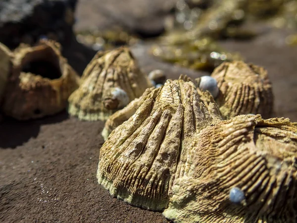 Primo Piano Arti Sulla Riva Del Mare — Foto Stock