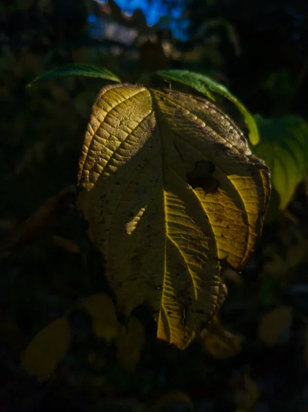 Eine Vertikale Nahaufnahme Von Blättern Von Pflanzen Die Herbst Eingefangen — Stockfoto