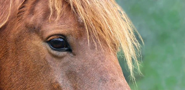 Eine Nahaufnahme Eines Schönen Braunen Pferdes Auf Verschwommenem Hintergrund — Stockfoto