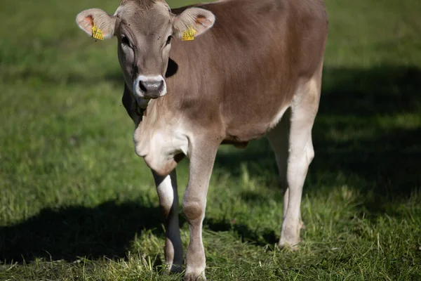 Uma Vista Uma Vaca Marrom Com Uma Etiqueta Orelha Amarela — Fotografia de Stock