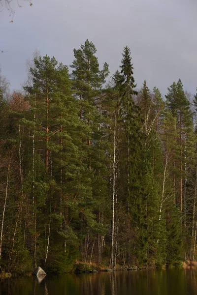 Vertikal Bild Växande Träd Skogen Dystert Väder — Stockfoto