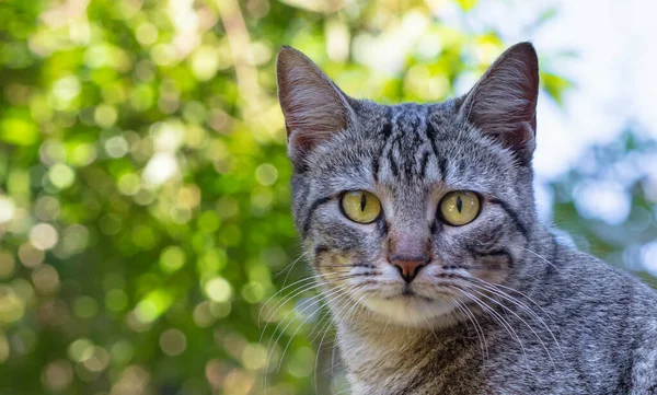Eine Nahaufnahme Von Grauer Katze Mit Bokeh Hintergrund — Stockfoto