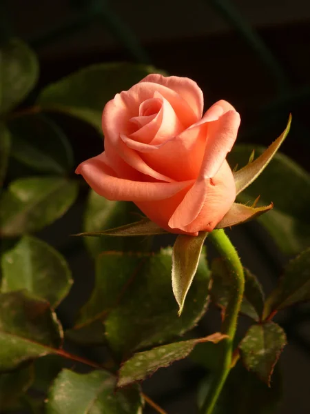 Closeup Pink Rose — Stock Photo, Image