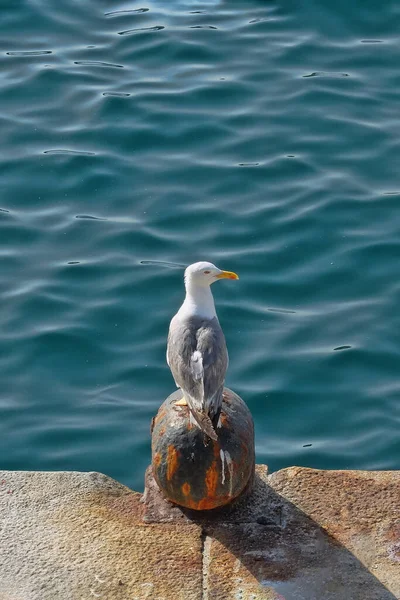 Vertical High Angle Shot Seagull Sitting Sea — Stock Photo, Image
