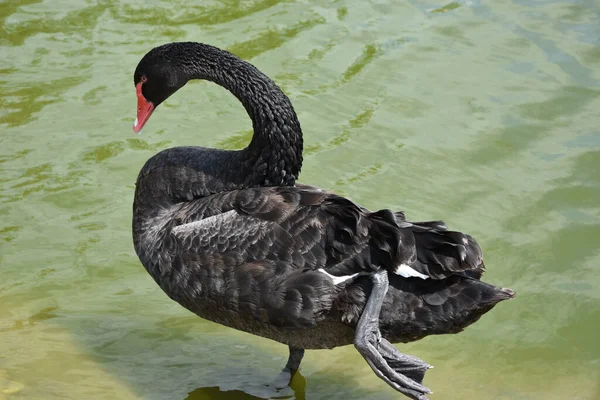 Retrato Cisne Negro Parque — Foto de Stock
