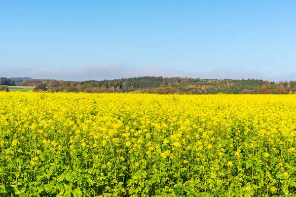 Belo Tiro Num Campo Mostarda — Fotografia de Stock