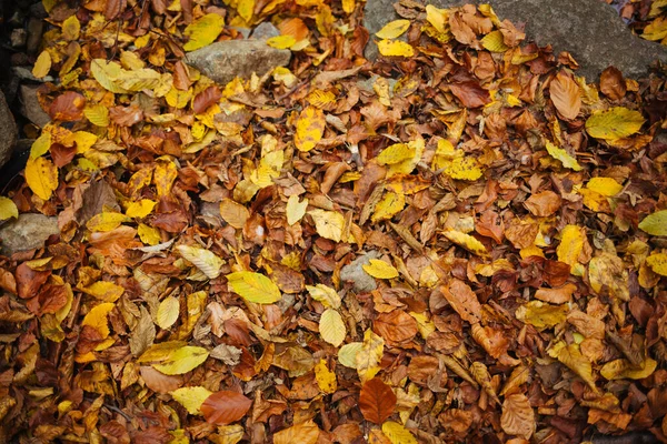 Beautiful Shot Autumn Forest — Stock Photo, Image