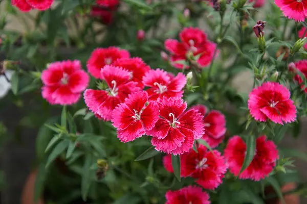 Bahçedeki Güzel Çiçeklerin Yakın Çekimi — Stok fotoğraf