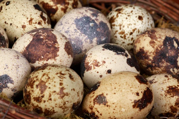 Een Macro Shot Van Kwartel Eieren — Stockfoto