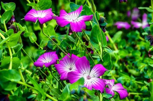 在植物园中生长的紫色花朵的精选焦点照片 — 图库照片