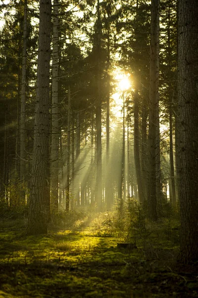 Parcelle Forêt Dense Pins Éclairée Automne Lever Soleil Avec Des — Photo