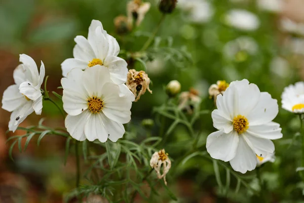 Closeup Shot White Cosmos Flowers Garden — Stock Photo, Image