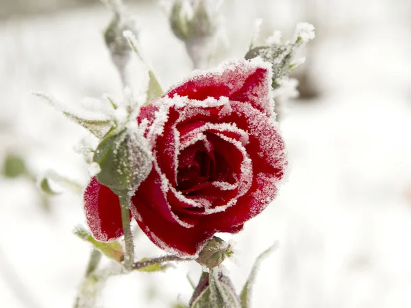 Gros Plan Une Rose Rouge Recouverte Neige — Photo