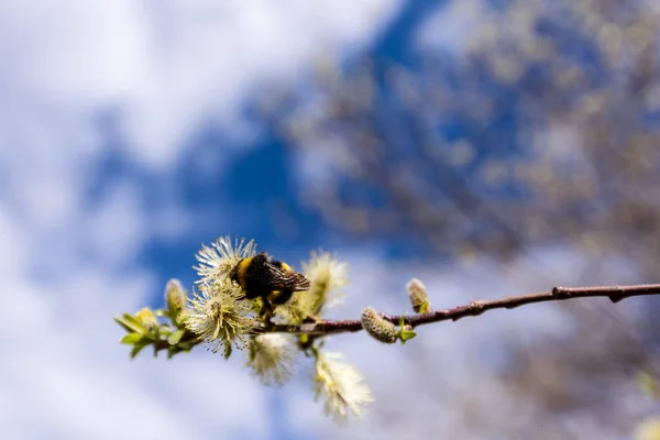 Enfoque Selectivo Una Abeja Rama Del Árbol —  Fotos de Stock