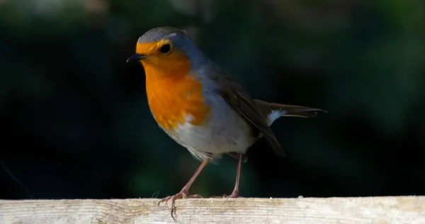 Primer Plano Lindo Pájaro Petirrojo Sobre Fondo Borroso — Foto de Stock