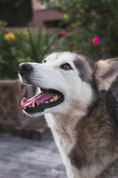 Disparo Vertical Husky Siberiano Patio Durante Día — Foto de Stock